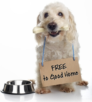 free dogs