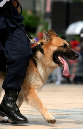 Dog Handler Vest K9 Handler Vest Dog Training Vest Canine Trainer